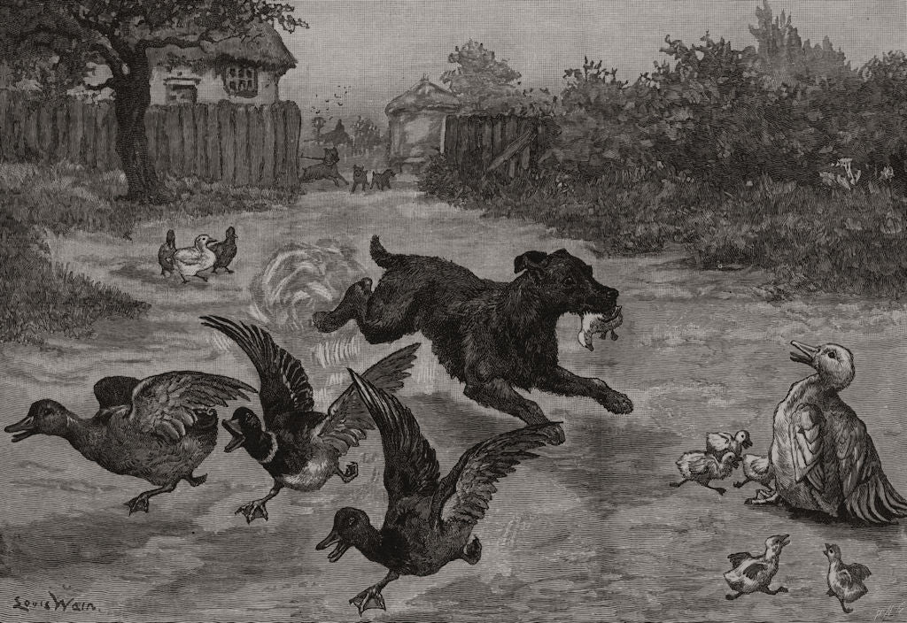 A Sad Dog's Day: Wicked sport. Dogs 1887 old antique vintage print picture